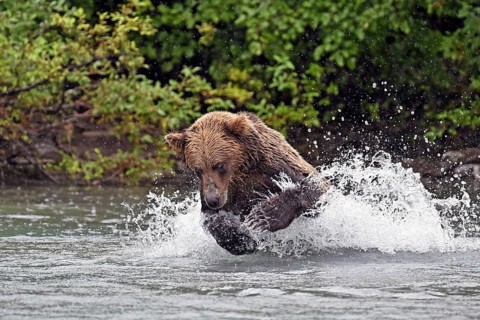 Brown bear (Ursus arctos) hunting for salmon in the water, Lake Clark National Park, Alaska