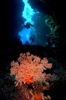 Hemprich's tree coral (Dendronephthya hemprichi) in a cave, diver in the background, dive site St