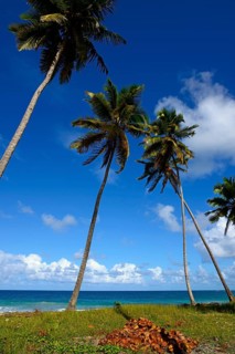 Slender palm trees lean over a tropical beach with visible coconuts, Limon beach, El Limón, El