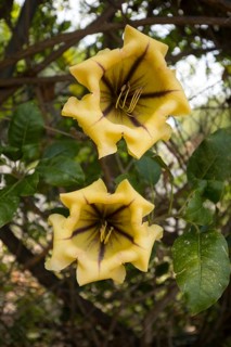 Cup of gold vine (Solandra maxima) in the garden, Las Tricias, La Palma Island, Spain, Europe