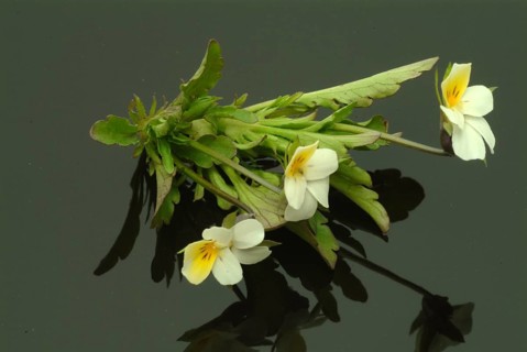 Field heartsease (Viola tricolor), medicinal plant, herb, wild plant, medicinal use
