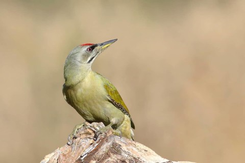 Grey-headed woodpecker (Picus canus), male, looking backwards, sitting on a tree root, North