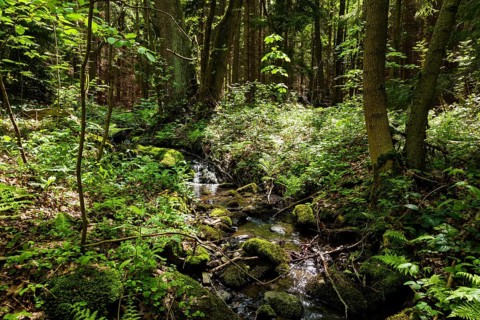 The Tharandt Forest, formerly known as the Grillenburg Forest, is a landscape in the centre of
