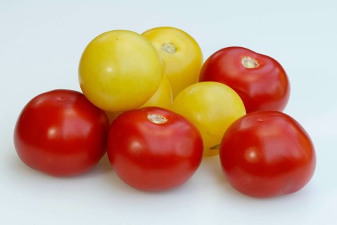 Yellow and red tomatoes (Solanum lycopersicum), Red and yellow tomatoes, vegetables, nightshade