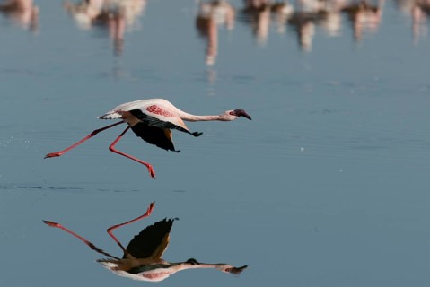 Lesser flamingo (Phoeniconaias minor) Lake Nakuru, Nakuru National Park, lateral, detached, Kenya,
