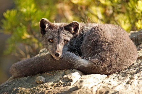 Arctic Fox (Alopex lagopus) (Vulpes lagopus) in summer coat
