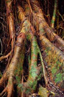 Structure, pattern, deposits, patina, art, nature, nature art on tropical tree, rainforest,