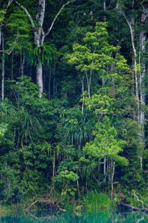 Australian jungle, rainforest with crater lake Lake Eacham, Atherton tablelands, Cairns,