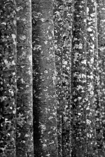 Camouflage pattern of kauri (Agathis australis), rainforest, forest, tree, tropics, tropical,