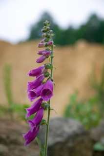 The foxgloves (Digitalis) are a genus of plants in the plantain family (Plantaginaceae) . The