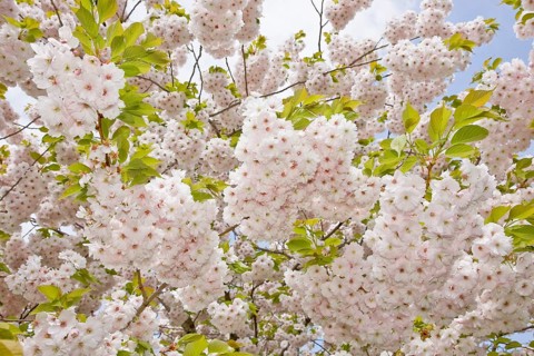 Japanese cherry blossoms