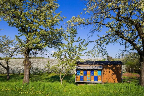 Blossoming apple orchards with beekeeping