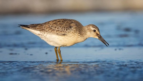 Knot, red knot (Calidris canutus) Transition from breeding to slack dress, snipe bird, foraging on