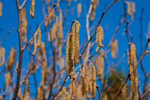 Male catkins of the hazelnut