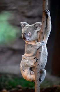 Koala (Phascolarctos cinereus), climbing on tree trunk, captive, Baden-Württemberg, Germany, Europe