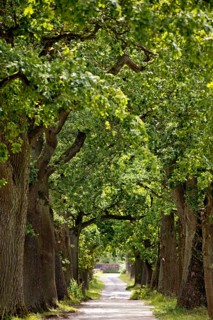 Avenue with old oaks in the Sababurg Zoo, Hofgeismar, Reinhardswald, Hesse, Germany, Europe