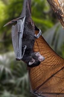 Lyle's flying fox (Pteropus lylei) native to Cambodia, Thailand and Vietnam hanging upside down,