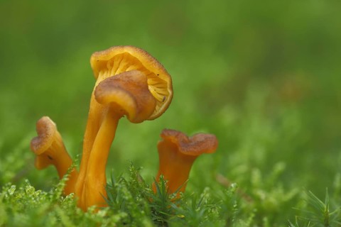 Yellow-stemmed trumpet chanterelle (Cantharellus tubaeformi) in moss, four, yellow, trumpet