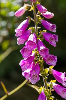 Lupins (Lupinus), New Zealand, Oceania