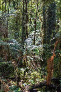 Silver tree fern (Cyathea dealbata), Lake Matheson Trail, New Zealand, Oceania