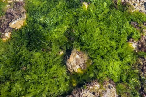 Sea lettuce (Ulva lactuca) and gutweed, grass kelp (Enteromorpha intestinalis) (Ulva intestinalis)