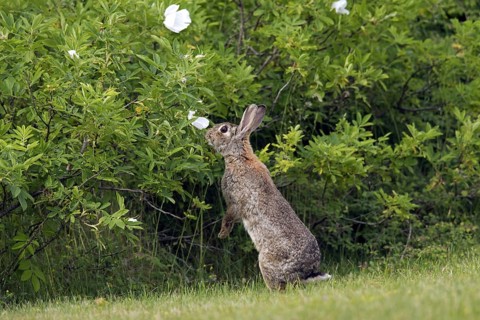 European rabbit (Oryctolagus cuniculus), common rabbit standing upright and eating leaves from bush