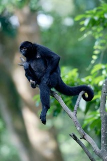 Black Spider Monkey (Ateles paniscus), Black Spider Monkey
