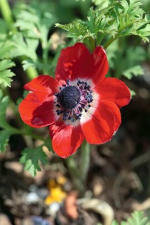 Windflower, Germany (Anemone coronaria)