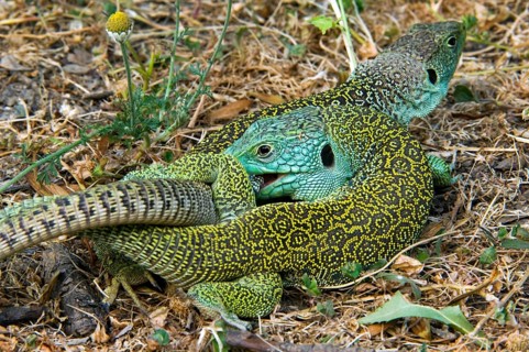 Ocellated lizard (Timon lepidus), eyed lizards, jeweled lacerta (Lacerta lepida) couple mating,