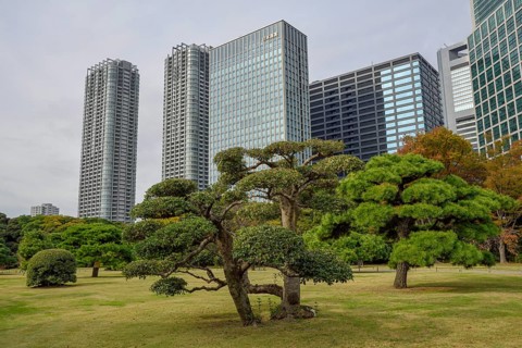 Hamarikyu Park, Imperial Garden of Hama Residence, in front of Skyline, Chuo District, Tokyo,