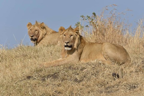 Two young lions (Panthera leo), Massai Mara, Serengeti, Rift Valley province, Kenya, Africa