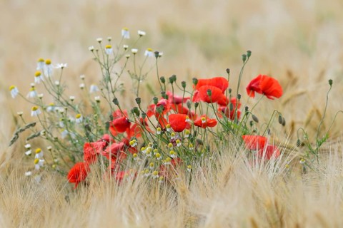 Field of grain with poppy flowers (Papaver rhoeas) and mayweed (Matricaria), North