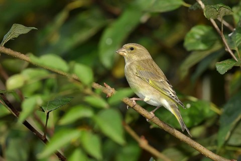 European greenfinch (carduelis chloris), female, sitting on a branch in a bush, Wilden, North