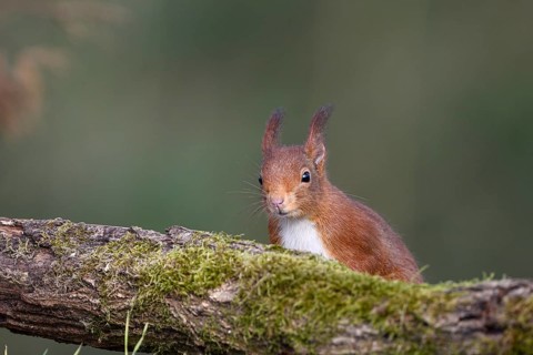 Eurasian red squirrel (Sciurus vulgaris), Dingdener Heide NSG, North Rhine-Westphalia, Germany,