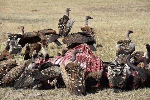 Vultures eating scraps from a water buffalo inAfrica, Kenya, Africa