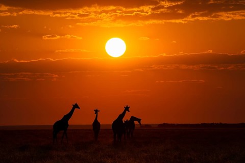 Group of Giraffes (Giraffa camelopardalis) walks in African savanna at sunset. Etosha National