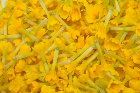 Common cowslip (Primula officinalis), cowslip, apothecary primrose, medicinal plant, flowers