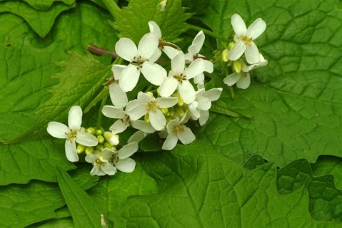 Garlic rue, garlic rue, medicinal plant, seasoning plant, spice, herb, wild plant, medicinal use,