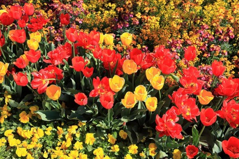Many colourful tulips in one area