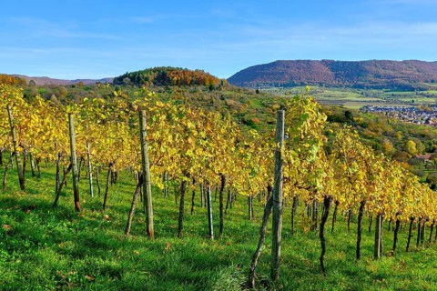 Autumn vineyard landscape on the Swabian Alb in the vineyards of Metzingen, Baden-Württemberg,