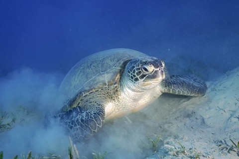 Green turtle (Chelonia mydas) lying on the bottom, stirring up sand, Marsa Shona reef dive site,
