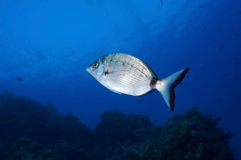 Sharpshout seabream (Diplodus puntazzo) in the Mediterranean Sea near Hyères. Dive site Giens