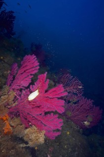 Egg capsule of nursehound (Scyliorhinus stellaris) on violescent sea-whip (Paramuricea clavata)