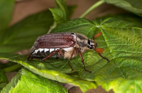 Cockchafer (Melolontha), Valais, Switzerland, Europe