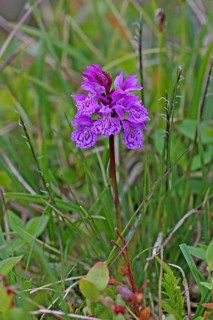 Moorland spotted orchid (Dactylorhiza maculata) flowers in the tundra, Lapland, northern Norway,