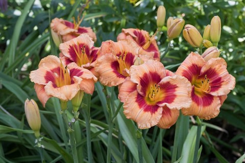 Daylily (Hemerocallis Bold Tiger), Emsland, Lower Saxony, Germany, Europe