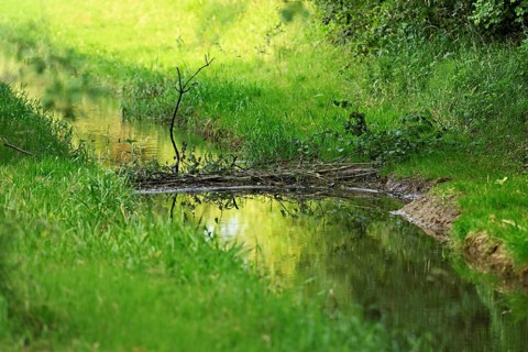 From Eurasian beaver, European beaver (Castor fibre), dammed stream, Freiamt, Canton nAargau,