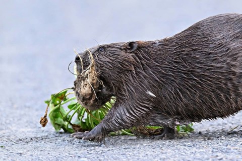 European beavers (Castor fiber), walking along a field path with a turnip in its mouth, Freiamt,