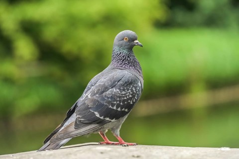 Pigeon, Lazienki Park, Warsaw, Mazovian Voivodeship, Poland, Europe