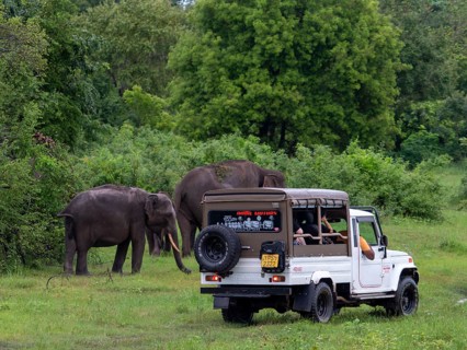 Herd of elephants (Elephas maximus maximus) and off-road vehicle, Minneriya National Park, Sri